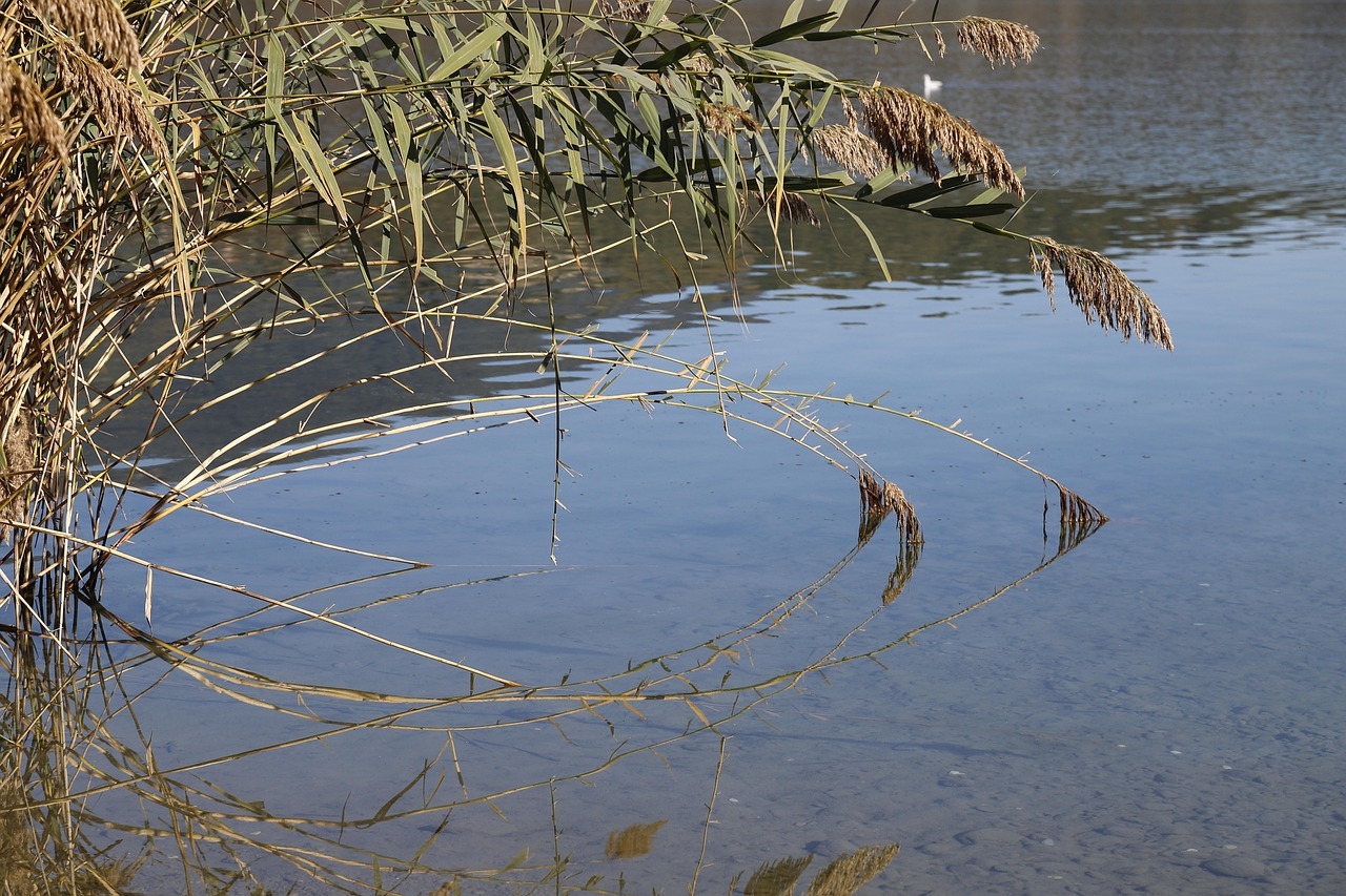 Foto principal do Post 48