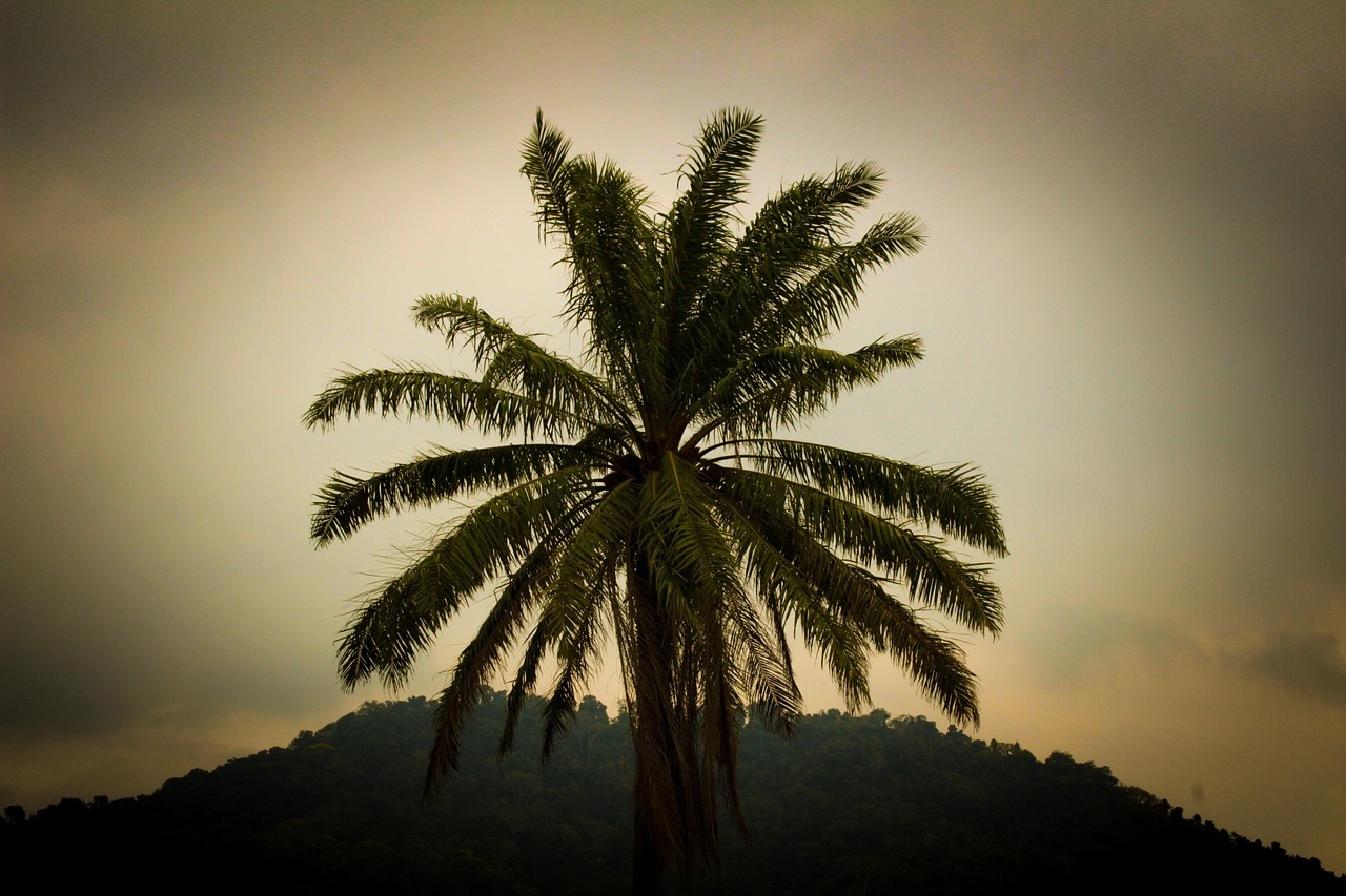 Foto principal do Post 55