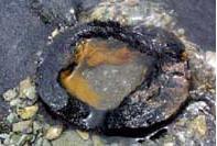 Foto extra 2 do tema 109