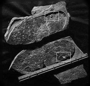 Foto extra 2 do tema 110