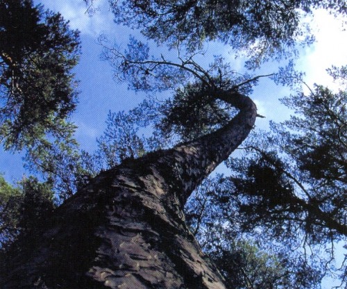 Foto extra 5 do tema 111