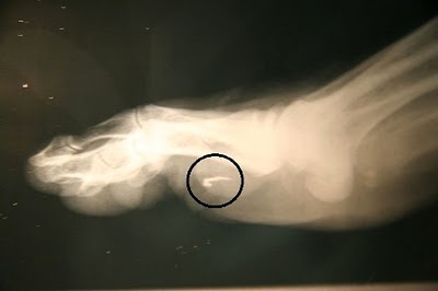 Foto extra 4 do tema 118